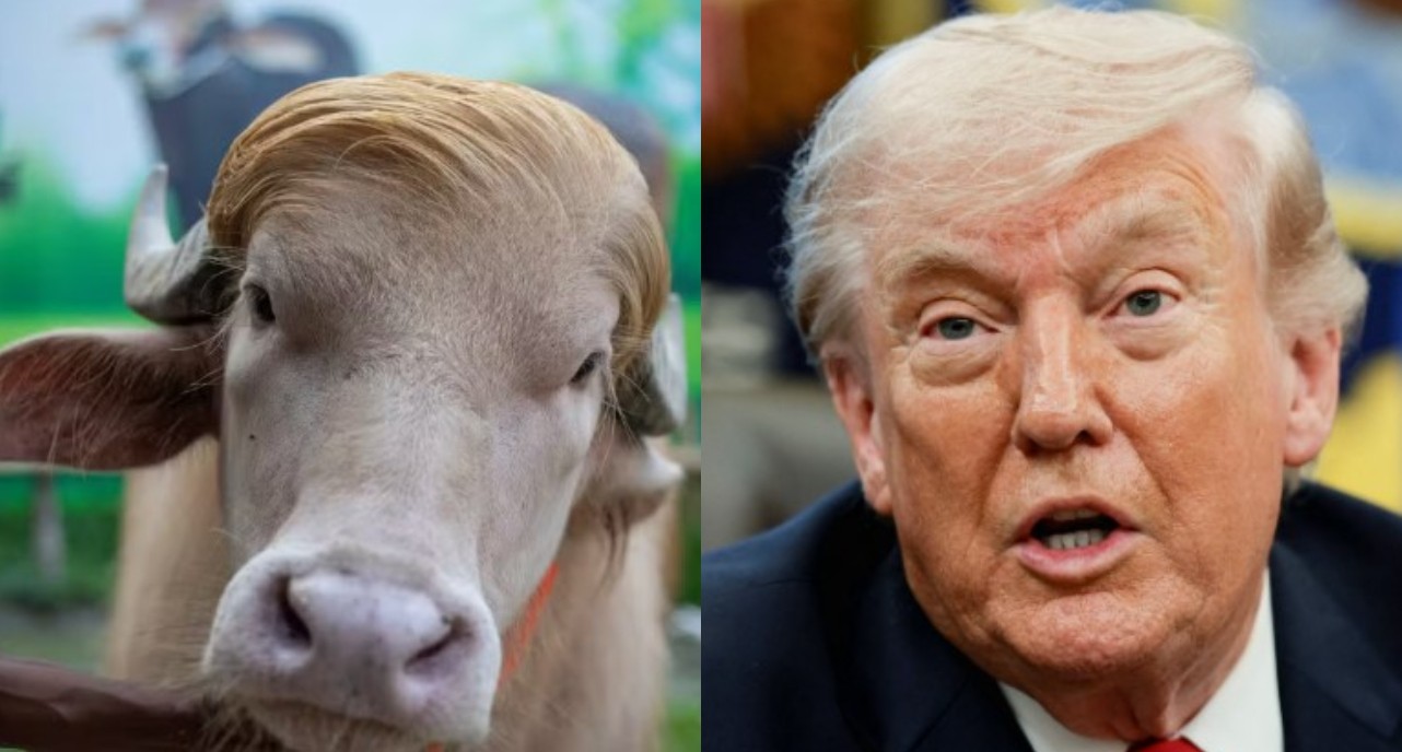Búfalo 'Donald Trump' vira celebridade por semelhança com presidente dos EUA